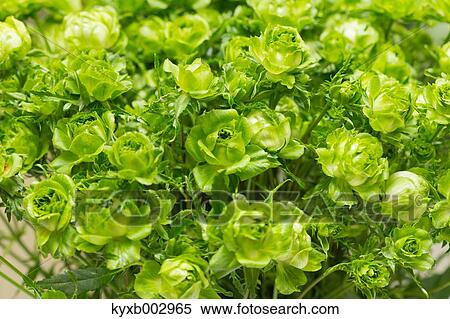 Rose Flowers View Large Photo Image Stock Photography - Rose Flowers. Fotosearch