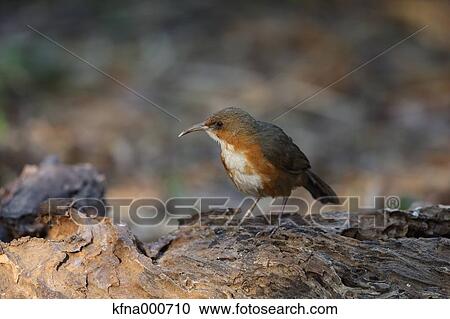 Rusty-Cheeked Scimitar-Babbler View Large Photo Image Stock Image - Rusty-Cheeked Scimitar-Babbler. Fotosearch