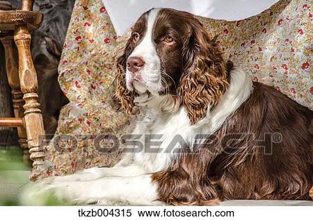 Saint Bernard View Large Photo Image Stock Photography - Saint Bernard. Fotosearch