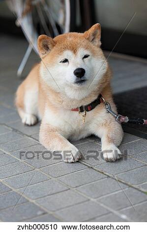 Shiba inu View Large Photo Image Stock Image - Shiba inu. Fotosearch
