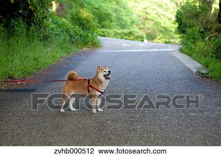 Shiba inu View Large Photo Image Stock Image - Shiba inu. Fotosearch