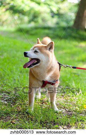 Shiba inu View Large Photo Image Stock Image - Shiba inu. Fotosearch