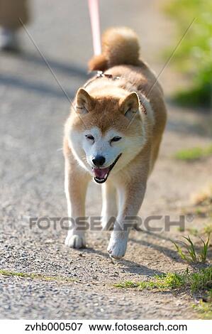 Shiba inu View Large Photo Image Stock Photo - Shiba inu. Fotosearch