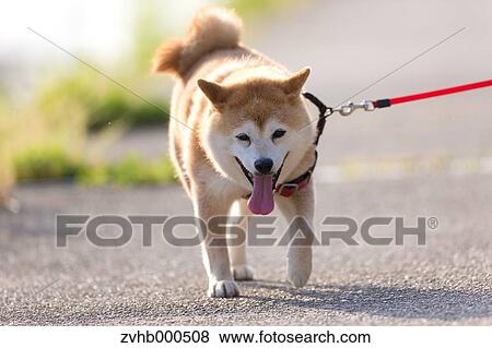 Shiba inu View Large Photo Image Stock Photo - Shiba inu. Fotosearch