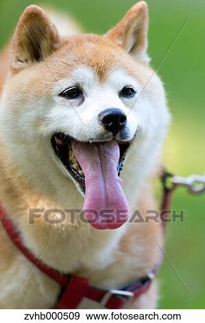 Shiba inu View Large Photo Image Stock Photo - Shiba inu. Fotosearch
