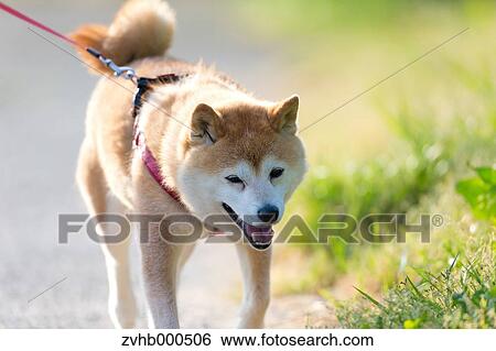 Stock Photograph - Shiba inu. Fotosearch