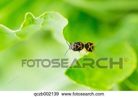 Shield Bug View Large Photo Image Stock Photo - Shield Bug. Fotosearch