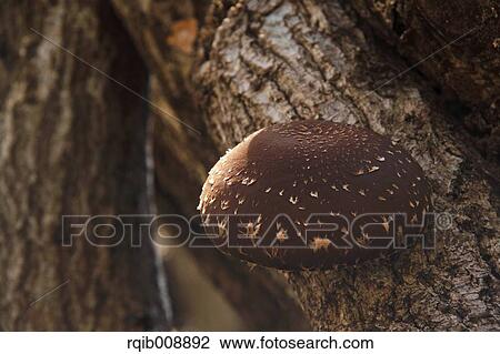 Stock Image - Shiitake Mushroom. Fotosearch