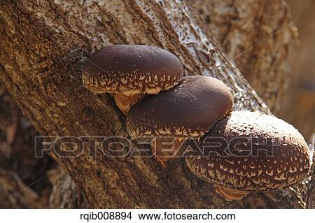 Shiitake Mushrooms View Large Photo Image Picture - Shiitake Mushrooms. Fotosearch