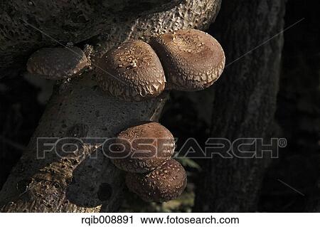 Shiitake Mushrooms View Large Photo Image Stock Image - Shiitake Mushrooms. Fotosearch