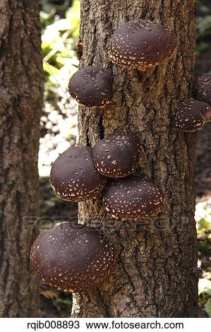 Stock Image - Shiitake Mushrooms. Fotosearch