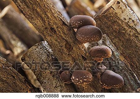 Stock Photo - Shiitake Mushrooms. Fotosearch