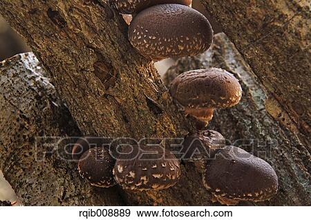 Shiitake Mushrooms View Large Photo Image Stock Photo - Shiitake Mushrooms. Fotosearch