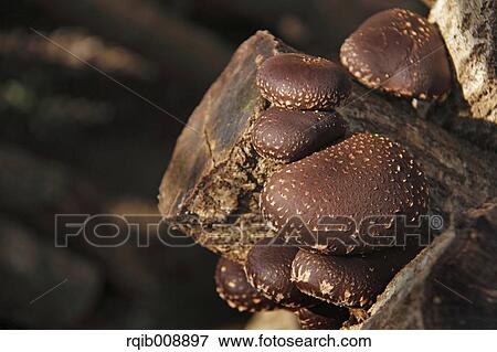 Shiitake Mushrooms View Large Photo Image Stock Photo - Shiitake Mushrooms. Fotosearch