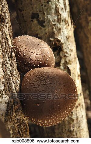 Shiitake Mushrooms View Large Photo Image Stock Photograph - Shiitake Mushrooms. Fotosearch