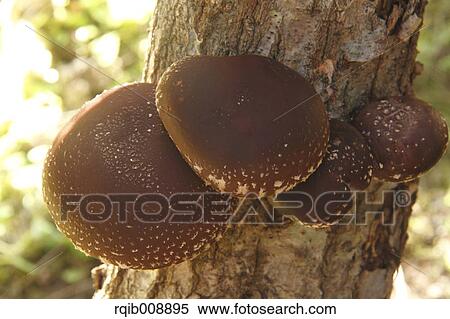 Shiitake Mushrooms View Large Photo Image Stock Photography - Shiitake Mushrooms. Fotosearch