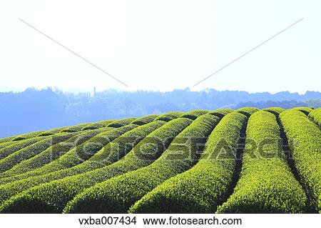 "Shizuoka Prefecture, Japan" View Large Photo Image Picture - "Shizuoka Prefecture, Japan". Fotosearch