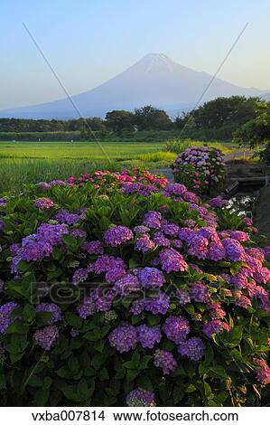 "Shizuoka Prefecture, Japan" View Large Photo Image Picture - "Shizuoka Prefecture, Japan". Fotosearch