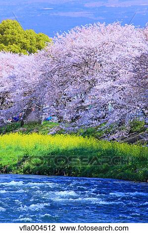 "Shizuoka Prefecture, Japan" View Large Photo Image Stock Image - "Shizuoka Prefecture, Japan". Fotosearch