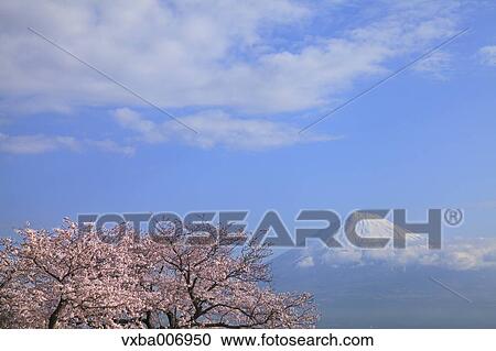 "Shizuoka Prefecture, Japan" View Large Photo Image Stock Image - "Shizuoka Prefecture, Japan". Fotosearch