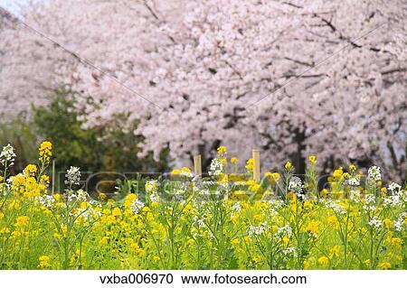 "Shizuoka Prefecture, Japan" View Large Photo Image Stock Image - "Shizuoka Prefecture, Japan". Fotosearch
