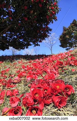 "Shizuoka Prefecture, Japan" View Large Photo Image Stock Image - "Shizuoka Prefecture, Japan". Fotosearch