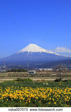 "Shizuoka Prefecture, Japan" View Large Photo Image Stock Image - "Shizuoka Prefecture, Japan". Fotosearch