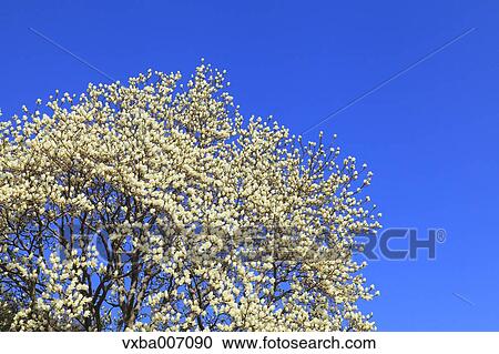 Stock Image - "Shizuoka Prefecture, Japan". Fotosearch