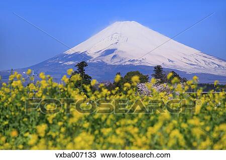 Stock Image - "Shizuoka Prefecture, Japan". Fotosearch