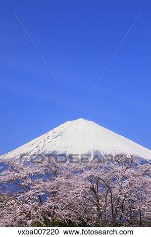 "Shizuoka Prefecture, Japan" View Large Photo Image Stock Image - "Shizuoka Prefecture, Japan". Fotosearch