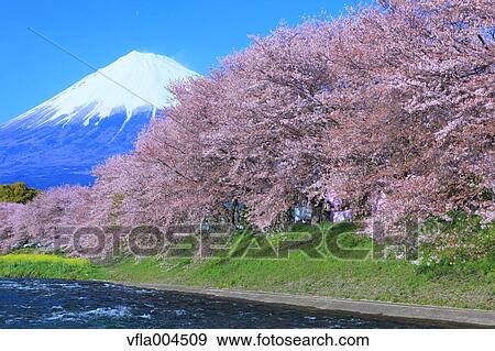 "Shizuoka Prefecture, Japan" View Large Photo Image Stock Photo - "Shizuoka Prefecture, Japan". Fotosearch