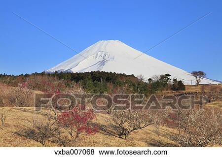 Stock Photo - "Shizuoka Prefecture, Japan". Fotosearch