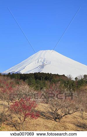 Stock Photo - "Shizuoka Prefecture, Japan". Fotosearch