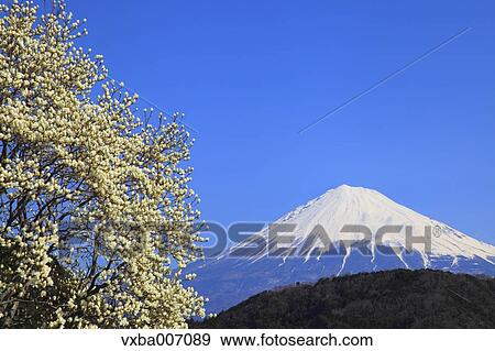Stock Photo - "Shizuoka Prefecture, Japan". Fotosearch