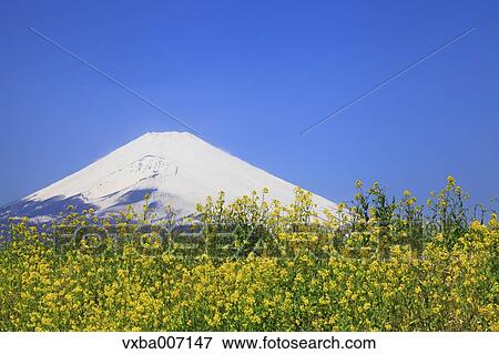 Stock Photo - "Shizuoka Prefecture, Japan". Fotosearch