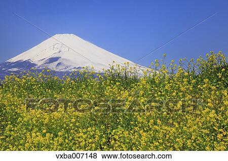 "Shizuoka Prefecture, Japan" View Large Photo Image Stock Photo - "Shizuoka Prefecture, Japan". Fotosearch