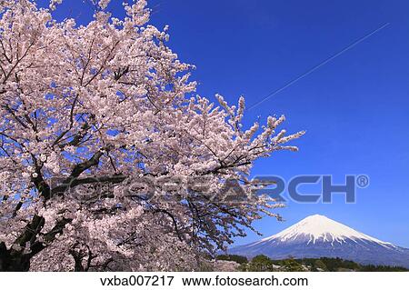 "Shizuoka Prefecture, Japan" View Large Photo Image Stock Photo - "Shizuoka Prefecture, Japan". Fotosearch
