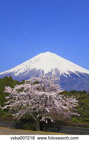 "Shizuoka Prefecture, Japan" View Large Photo Image Stock Photo - "Shizuoka Prefecture, Japan". Fotosearch