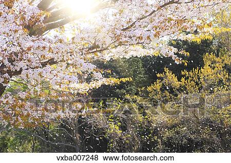 Stock Photo - "Shizuoka Prefecture, Japan". Fotosearch