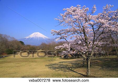 "Shizuoka Prefecture, Japan" View Large Photo Image Stock Photo - "Shizuoka Prefecture, Japan". Fotosearch