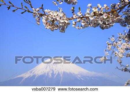 Stock Photo - "Shizuoka Prefecture, Japan". Fotosearch