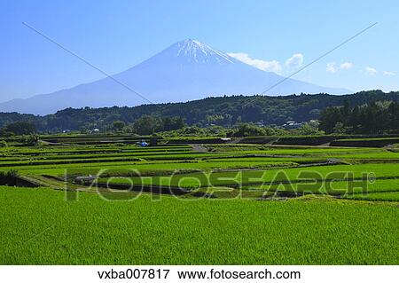 "Shizuoka Prefecture, Japan" View Large Photo Image Stock Photo - "Shizuoka Prefecture, Japan". Fotosearch