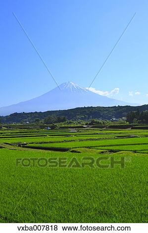 "Shizuoka Prefecture, Japan" View Large Photo Image Stock Photo - "Shizuoka Prefecture, Japan". Fotosearch