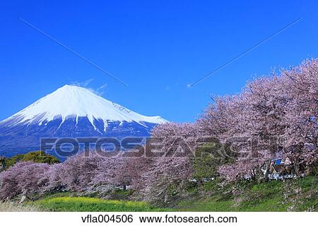 "Shizuoka Prefecture, Japan" View Large Photo Image Stock Photograph - "Shizuoka Prefecture, Japan". Fotosearch