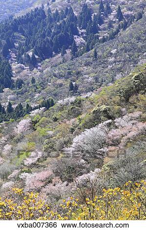 "Shizuoka Prefecture, Japan" View Large Photo Image Stock Photograph - "Shizuoka Prefecture, Japan". Fotosearch