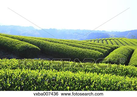"Shizuoka Prefecture, Japan" View Large Photo Image Stock Photograph - "Shizuoka Prefecture, Japan". Fotosearch
