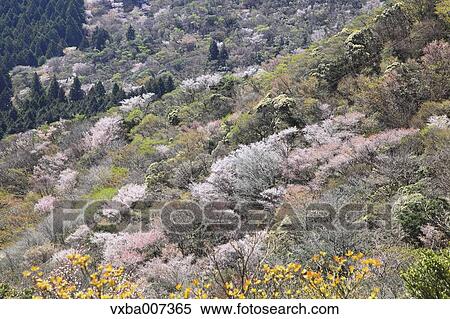 "Shizuoka Prefecture, Japan" View Large Photo Image Stock Photography - "Shizuoka Prefecture, Japan". Fotosearch