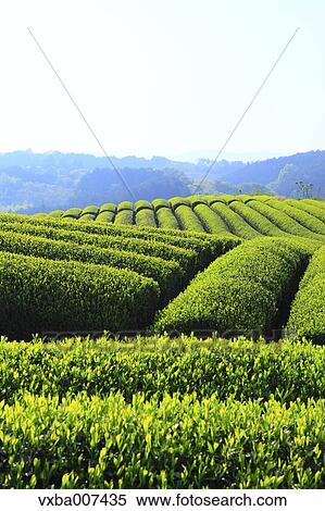 Stock Photography - "Shizuoka Prefecture, Japan". Fotosearch