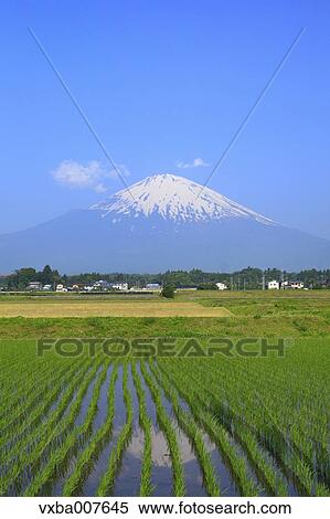 "Shizuoka Prefecture, Japan" View Large Photo Image Stock Photography - "Shizuoka Prefecture, Japan". Fotosearch