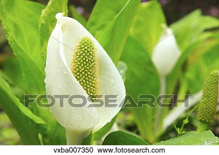 Skunk Cabbage View Large Photo Image Stock Image - Skunk Cabbage. Fotosearch